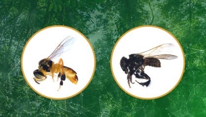 2 tipos de abeja